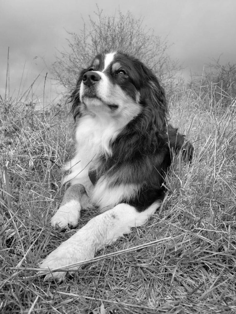 Sven the Australian Shepherd dog lying in some long grass