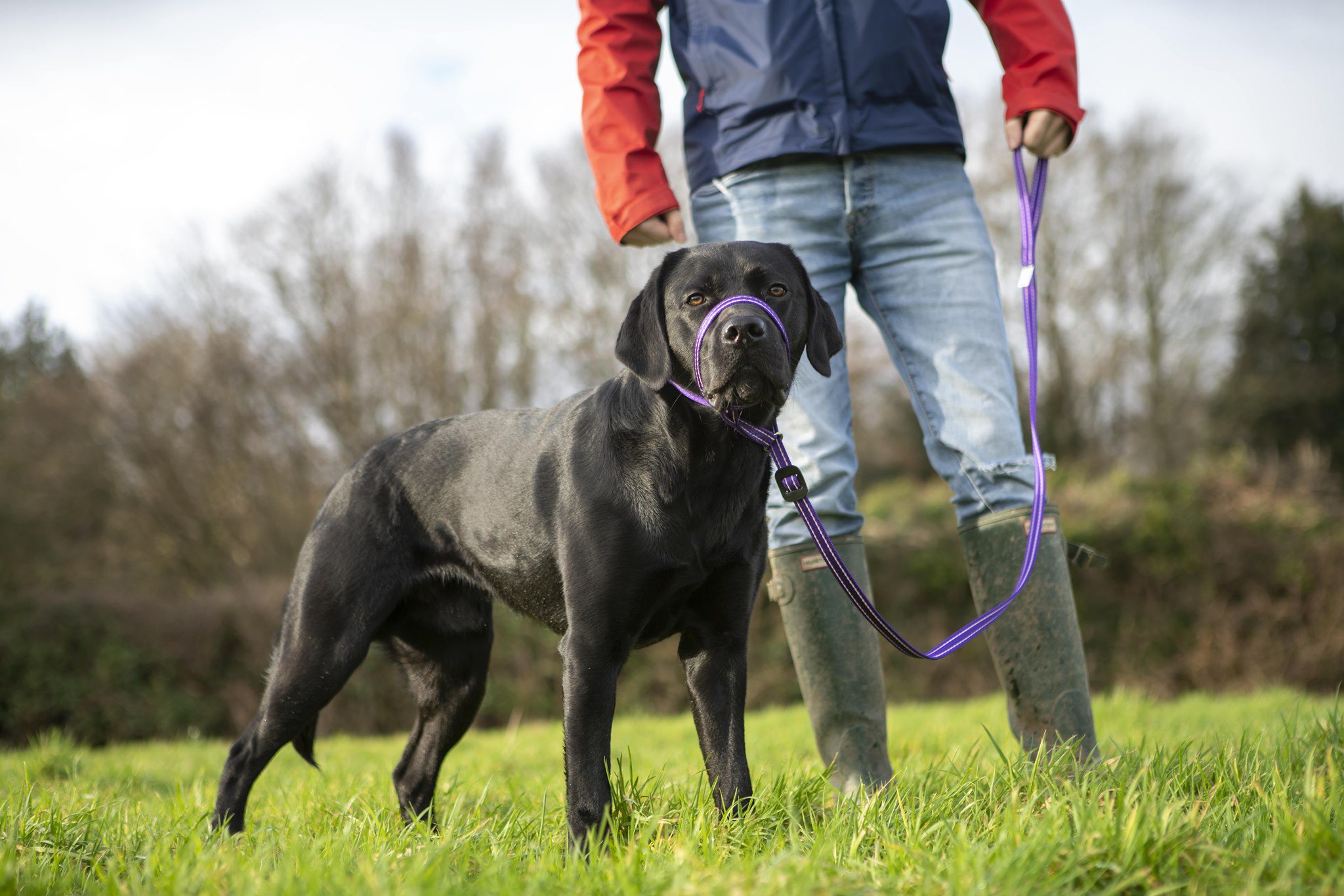 black labrador in gencon-all-in-one collar