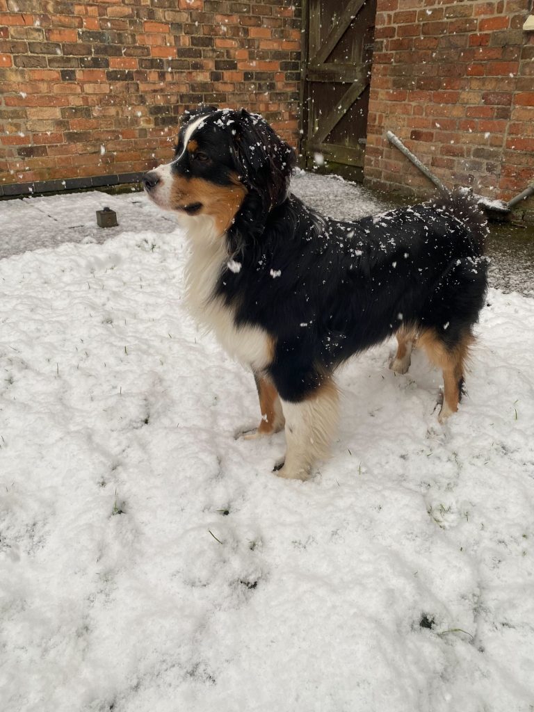 Sven The Peaky Office Dog