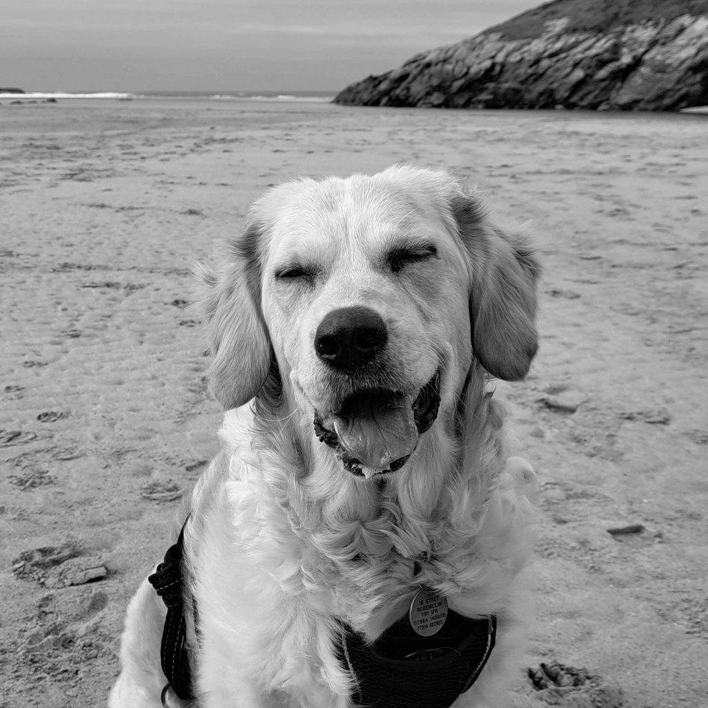 Pingu the golden retriever sat smiling on a beach