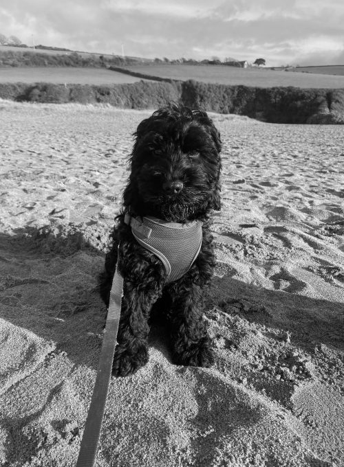 Reggie the black cockapoo dog in a harness sat on the beach