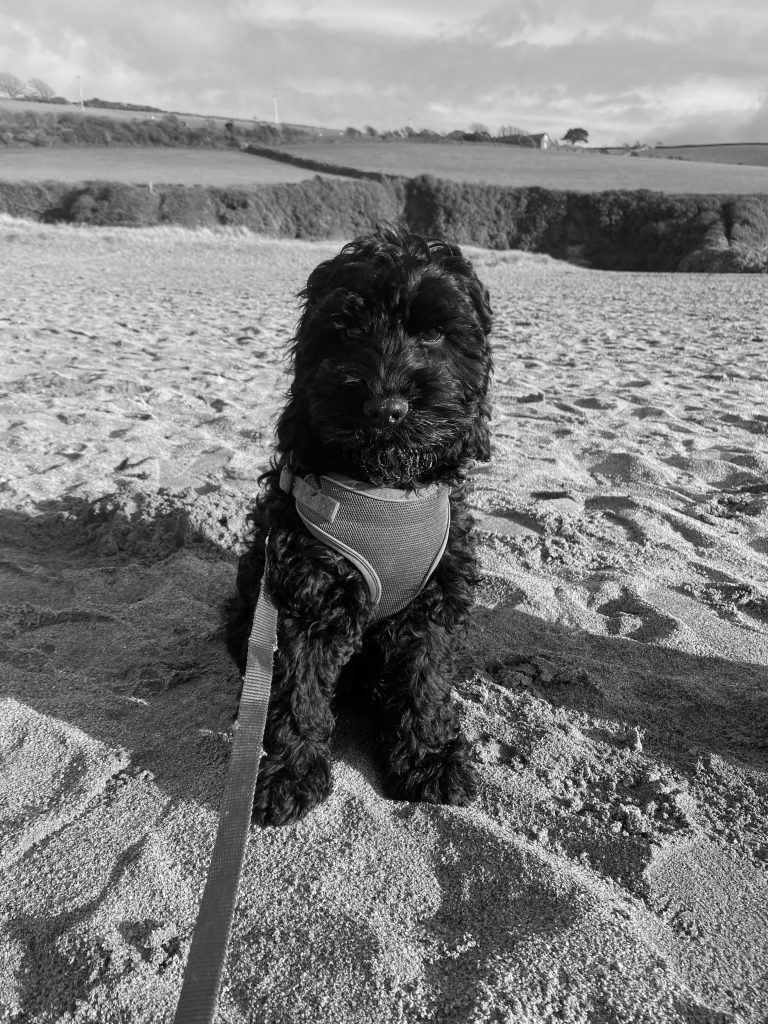 Reggie the black cockapoo dog in a harness sat on the beach