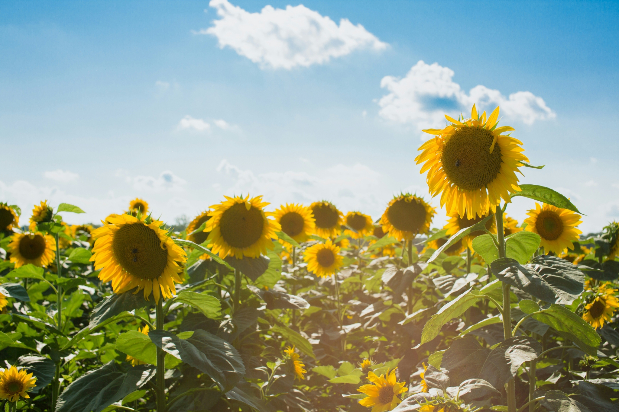 field of sunflowers